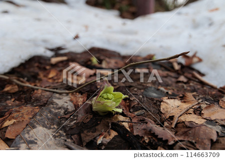 Butterbur sprouts found on the shores of Lake Towada (Aomori Prefecture) Butterbur sprouts found on the shores of Lake Towada (Aomori Prefecture) 114663709