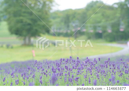 Tamahara Lavender Park 114663877