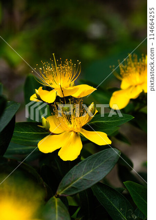 豆教規花 豆教規花 114664255