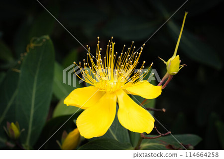 Flower of bean canon Flower of bean canon 114664258