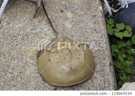 Horseshoe crab Horseshoe crab 114664534