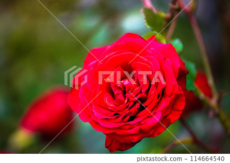 一朵紅玫瑰 114664540