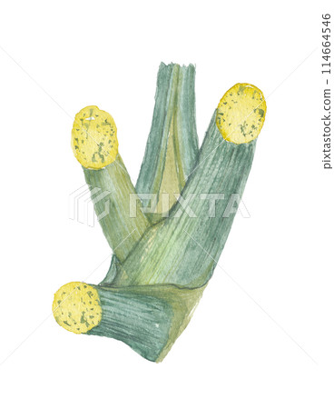 Watercolor painted stem of angelica tree 114664546