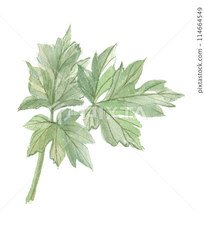 明天的葉子畫水彩 明天的葉子畫水彩 114664549