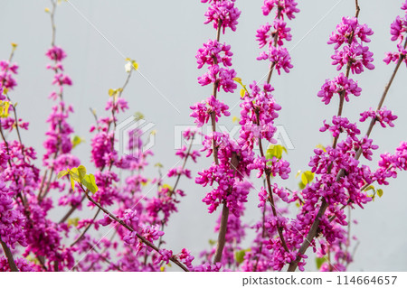 Cercis siliquastrum Branches with pink flowers in spring Cercis siliquastrum Branches with pink flowers in spring 114664657