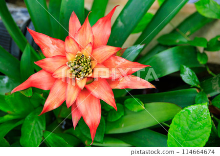 Tropical water lily in the botanical garden 114664674