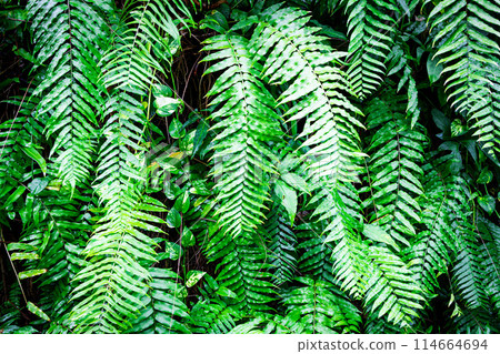 Lush fern leaves Lush fern leaves 114664694