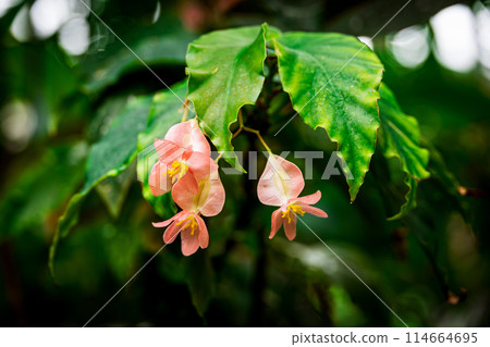 Pink shrub begonia 114664695