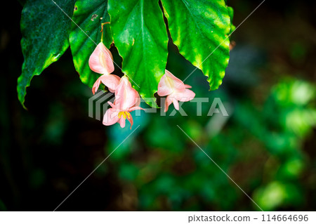 粉紅樹林秋海棠 粉紅樹林秋海棠 114664696