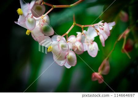 粉紅樹林秋海棠 114664697