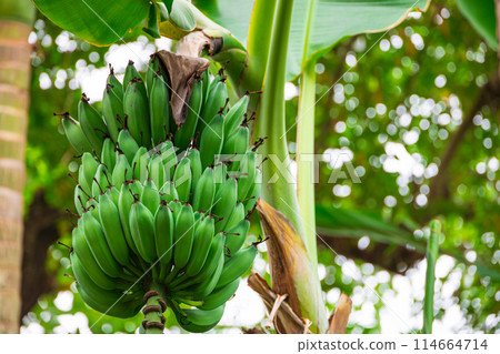 Banana grow on banana tree 114664714