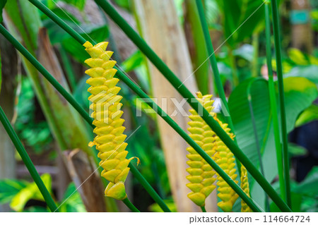 Goepeltia crotalifera 114664724