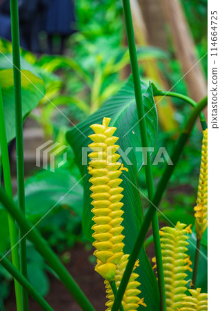 Goepeltia crotalifera 114664725
