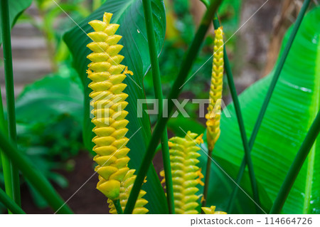Goepeltia crotalifera 114664726