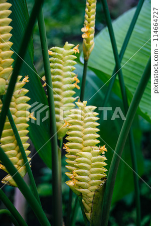 Goepeltia crotalifera 114664727