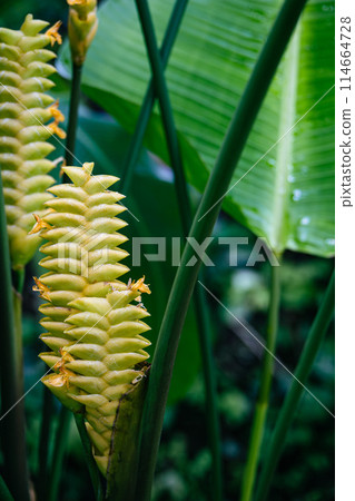 鵝掌楸 鵝掌楸 114664728