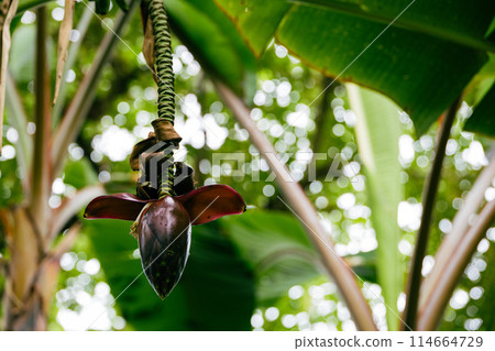 Inflorescence of banana Inflorescence of banana 114664729