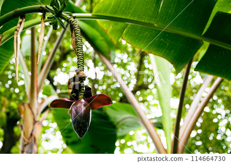 Inflorescence of banana Inflorescence of banana 114664730