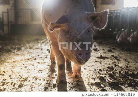 Dawn at the old pig farm in Denmark 114665819