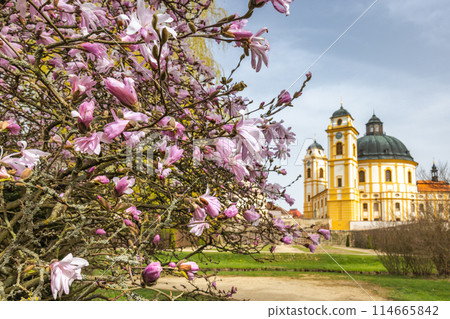 Blooming magnolia tree in Chateau park of Jaromerice nad Rokytnou 114665842