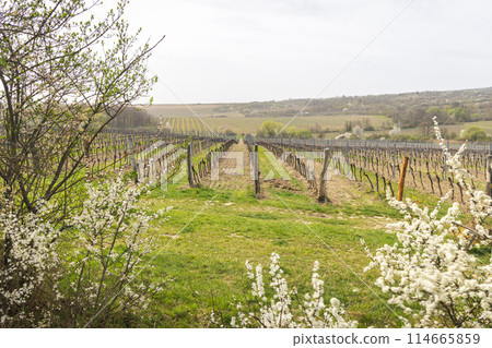 Vineyard tracks near Podyji National Park, near Znojmo town. 114665859