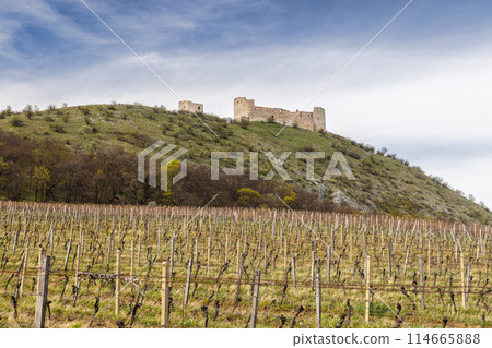 The ruins of Devicky castle on the Pavlov Hills above the vineyard The ruins of Devicky castle on the Pavlov Hills above the vineyard 114665888