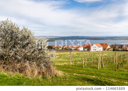 The Pavlov village with vineyards above the Nove Mlyny reservoir The Pavlov village with vineyards above the Nove Mlyny reservoir 114665889