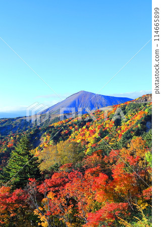 Vivid autumn foliage along the Bandai-Azuma Skyline / Fukushima City, Fukushima Prefecture Vivid autumn foliage along the Bandai-Azuma Skyline / Fukushima City, Fukushima Prefecture 114665899