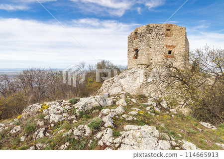 The ruins of Devicky castle on the Pavlov Hills in South Moravia The ruins of Devicky castle on the Pavlov Hills in South Moravia 114665913