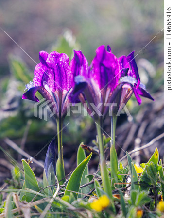Iris pumila, flowers on The Palava mountain in South Moravia. Iris pumila, flowers on The Palava mountain in South Moravia. 114665916