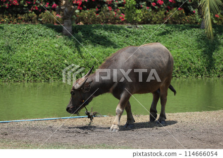 The buffalo is stay in nature garden near the canal at thailand 114666054