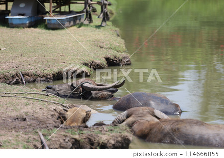 The buffalo is stay in the canal at thailand 114666055