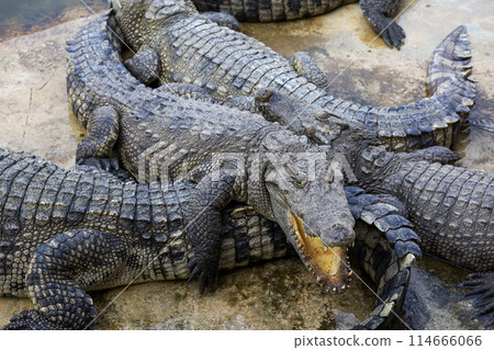 Group crocodile is rest on garden 114666066