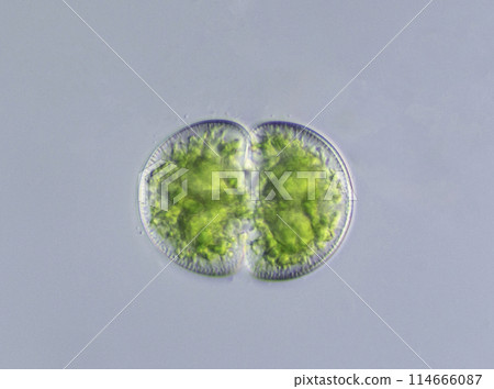 Green algae Tsuzumimo 114666087