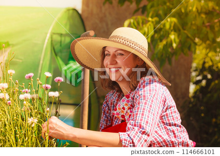 Mature woman gardening in her backyard 114666101