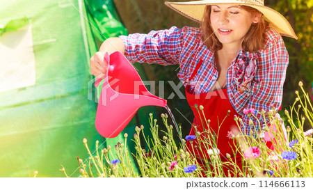 woman watering flowers in garden woman watering flowers in garden 114666113