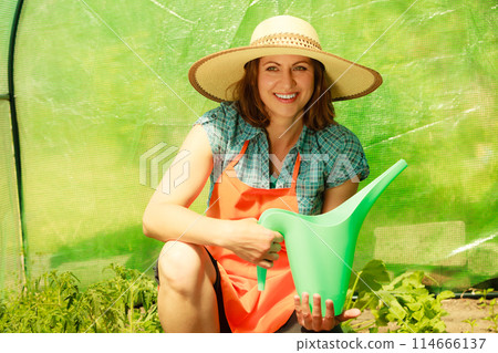 Woman watering green tomato plants in greenhouse Woman watering green tomato plants in greenhouse 114666137