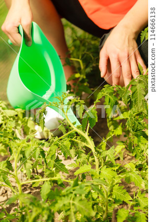 Woman watering green tomato plants in greenhouse Woman watering green tomato plants in greenhouse 114666138