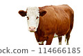 A brown cow with a white face isolated on white background 114666185