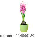 A pink Hyacinth flower in a green pot 114666189