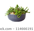 Succulent plants in a ceramic pot 114666191