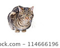 Closeup of a cat looking at camera 114666196