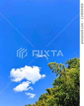 Fresh green and blue sky Fresh green and blue sky 114666409