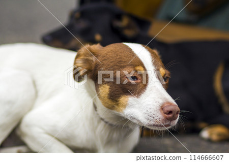 Portrait of sitting white and yellow labrador retriever dog looking away from the camera outdoors. 114666607