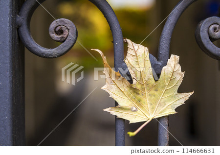 Yellow autumn leaf on a metal forged fence Yellow autumn leaf on a metal forged fence 114666631