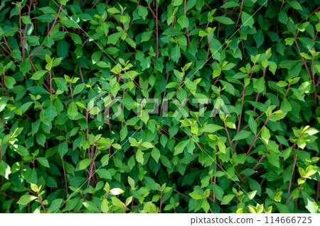 很多綠色植物 114666725