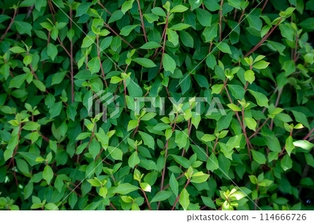 Lots of fresh green leaves 114666726