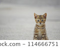 A lonely kitten 114666751