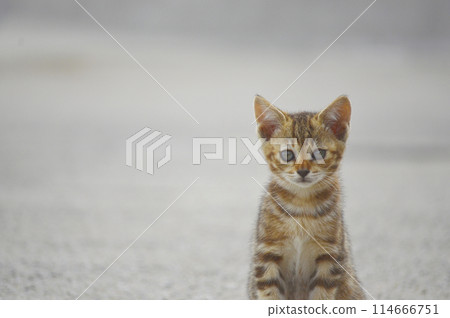 A lonely kitten 114666751