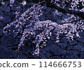 Enchanting cherry blossoms on a stone wall 114666753